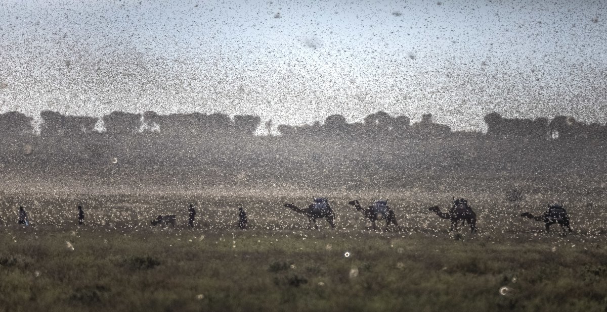 “They came with the wind from over the mountains” Desert locusts destroy crops, pasture in Ethiopia - Oxfam America